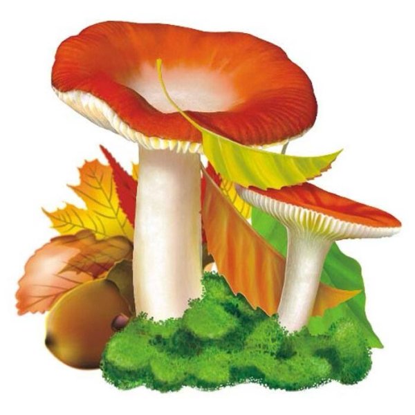 Гриб сыроежка на белом фоне