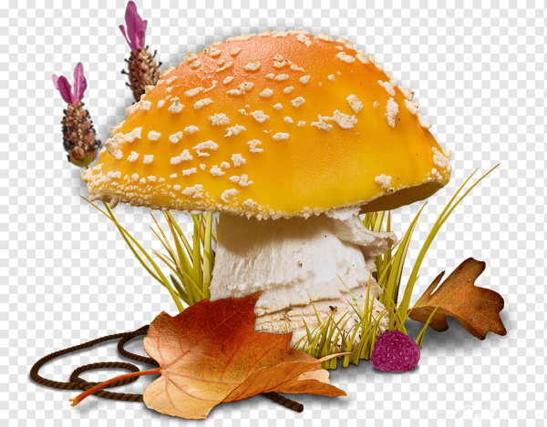 Грибы на прозрачном фоне