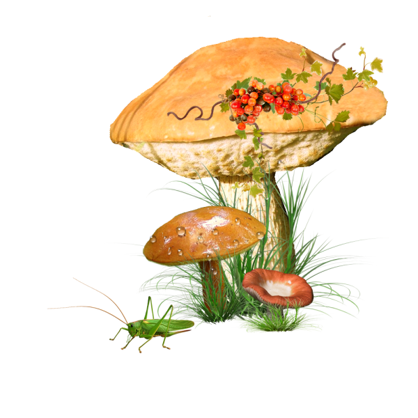 Осенние грибы на прозрачном фоне