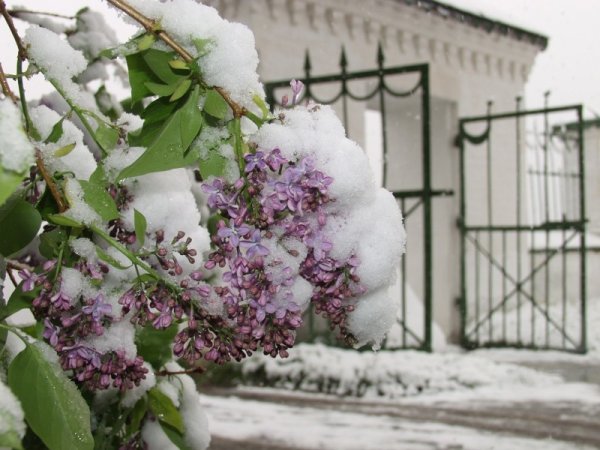 Сирень в снегу
