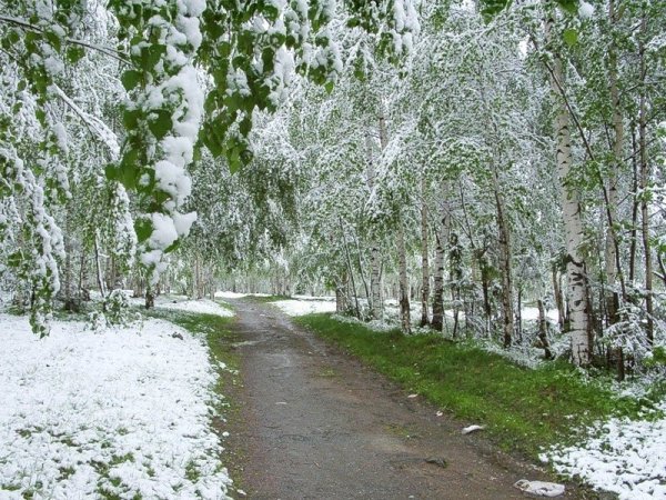 Летний снег