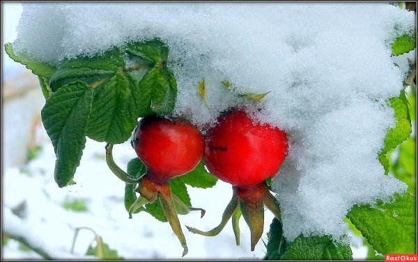 Заснеженный шиповник