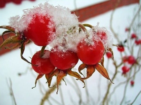 Шиповник в снегу