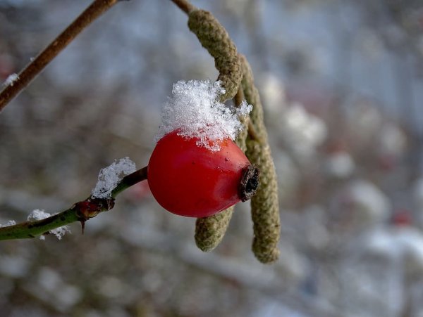 Шиповник в снегу