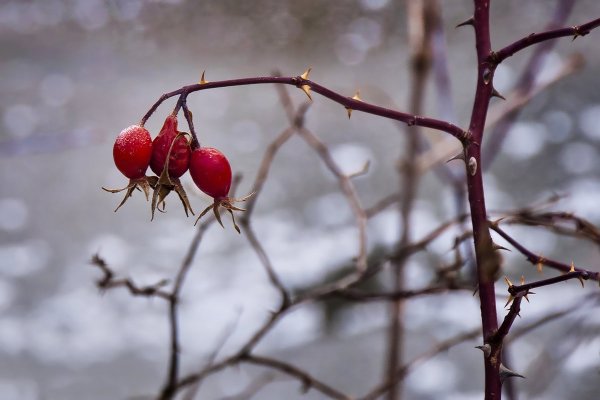 Куст шиповника зимой