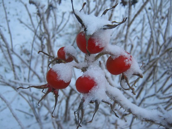 Зимний шиповник