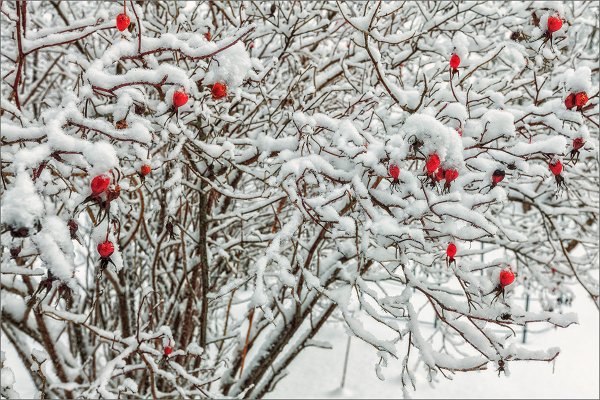 Шиповник куст зима