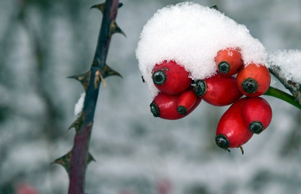 Ягоды шиповника зимой