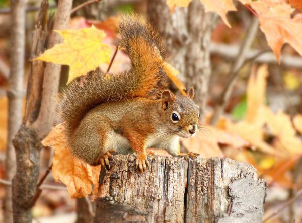 Белки осенью
