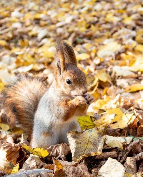 Осень животные