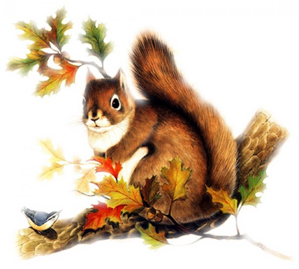 Белка рисунок