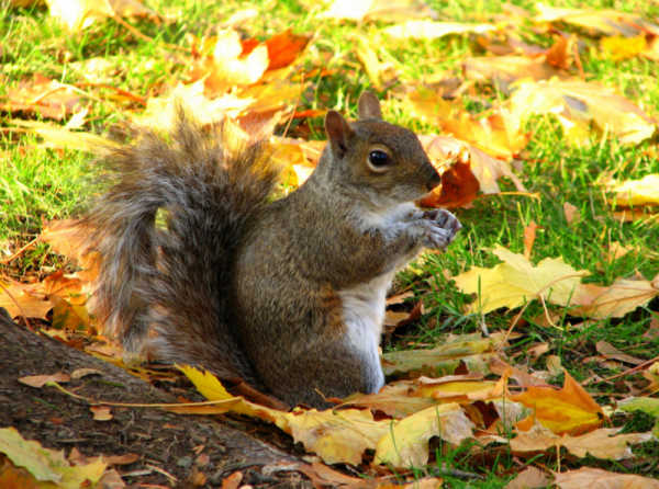 Белка осенью