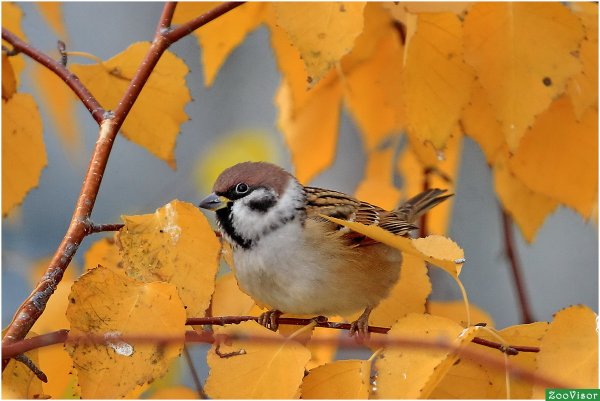 Раскраска осень и птицы