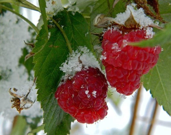 Ягоды под снегом