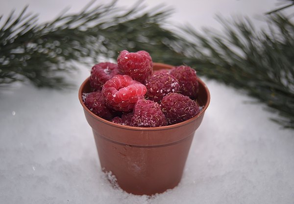 Клубника зимой