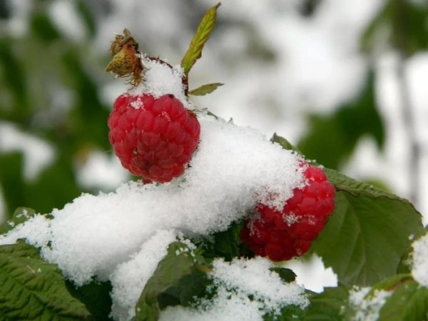 Малиновая зима