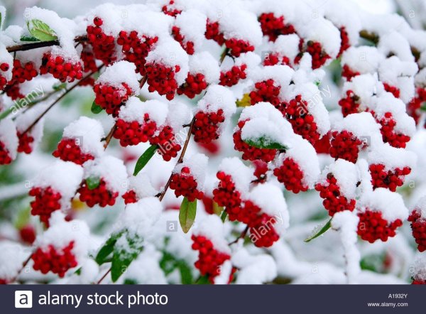 Ягоды в снегу в хорошем качестве