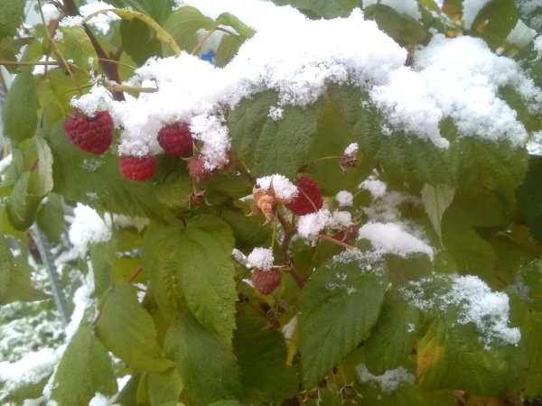 Малина зимой