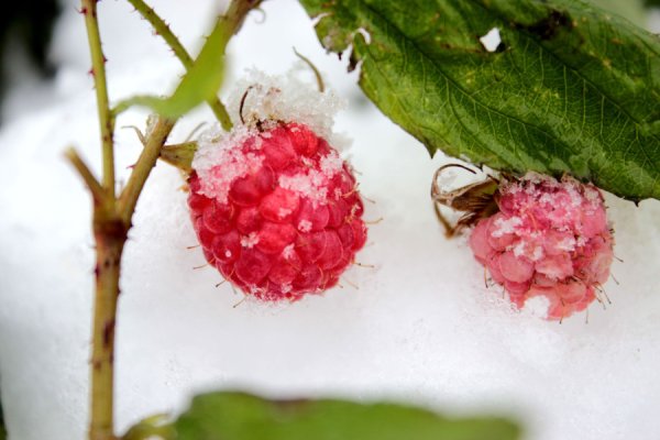 Снег с ягодами малины