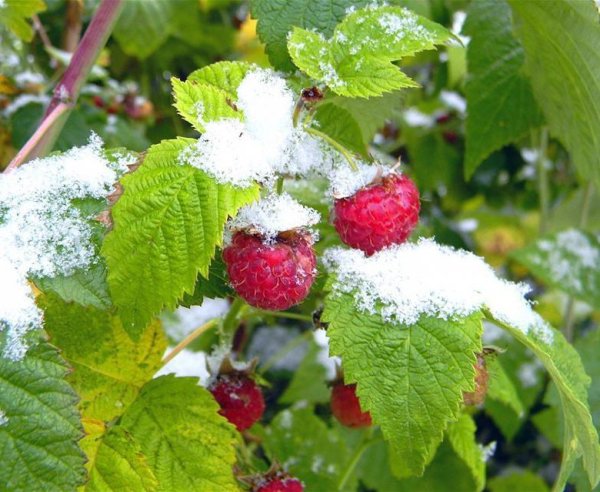 Кусты малины зимой