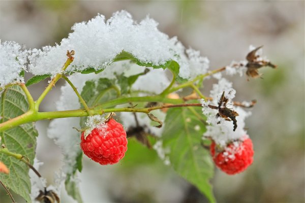 Зимние заморозки