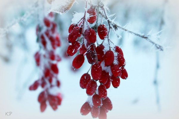 Зима ягоды