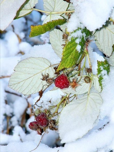 Ягоды в снегу