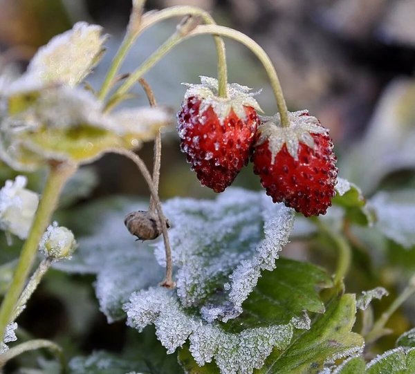 Клубника в снегу