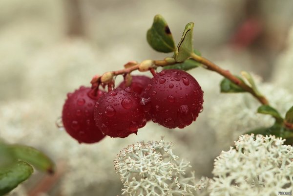 Брусника кустарник зимой