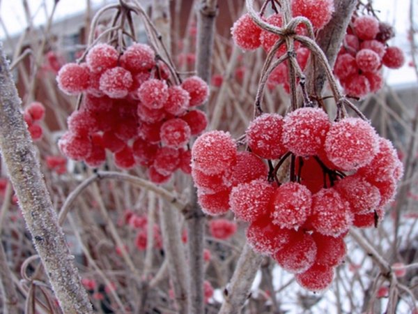 Калина взимку