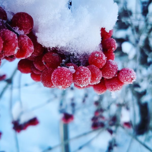 Макросъемка зима