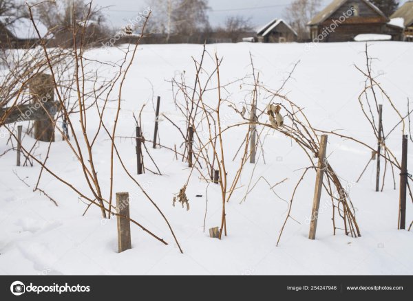 Кусты малины укрытие на зиму
