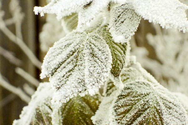 Малина зимой