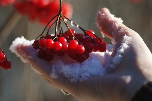 Красные ягоды на снегу