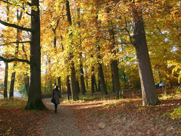 Прогулка по лесу осенью
