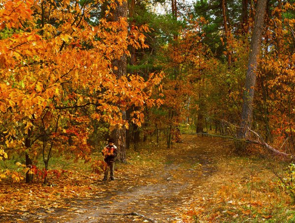 Прогулка по осеннему лесу
