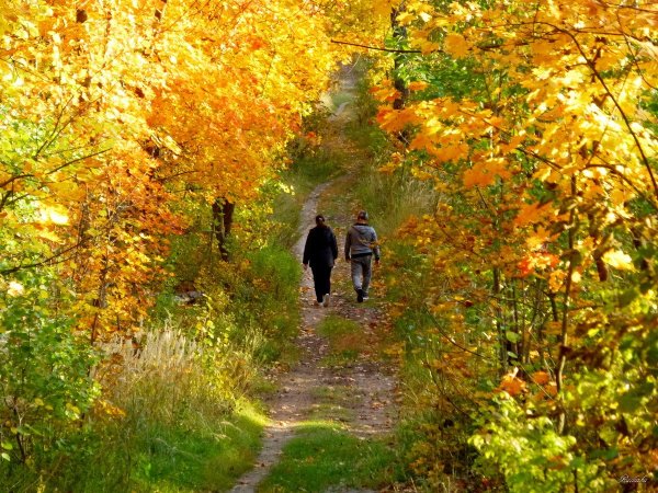 Прогулка по осеннему лесу