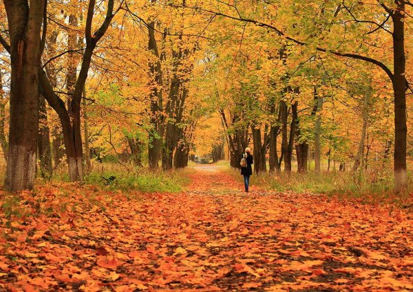 Осенний парк прогулка