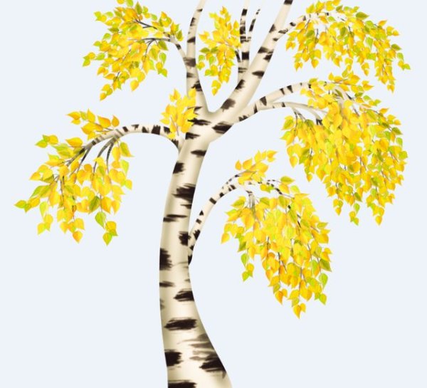 Береза для детей