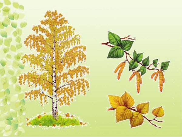 Береза для дошкольников