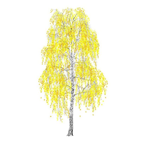 Осенняя береза