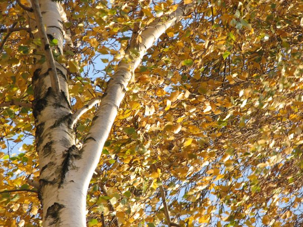 Осенняя береза для детей