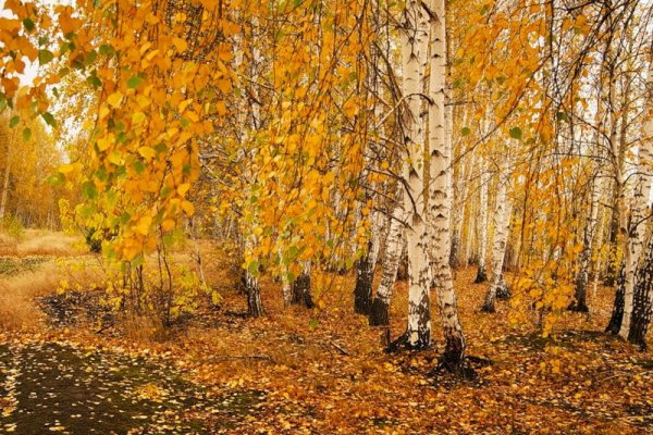 Осенний берёзовый листопаде