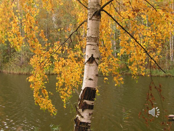 Береза в осеннем наряде