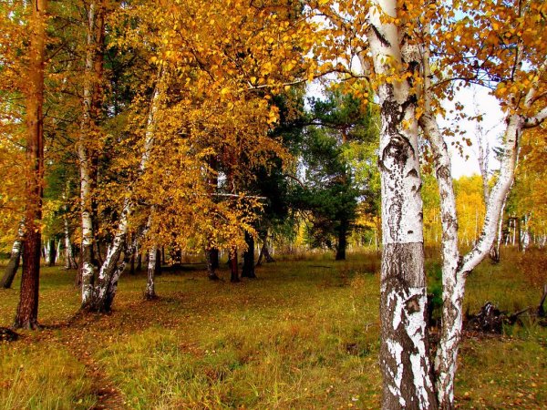 Осенняя берёзка на Урале