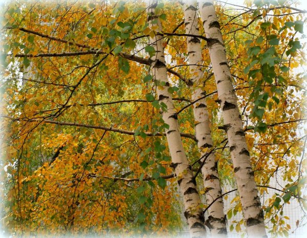 Осеннее дерево береза