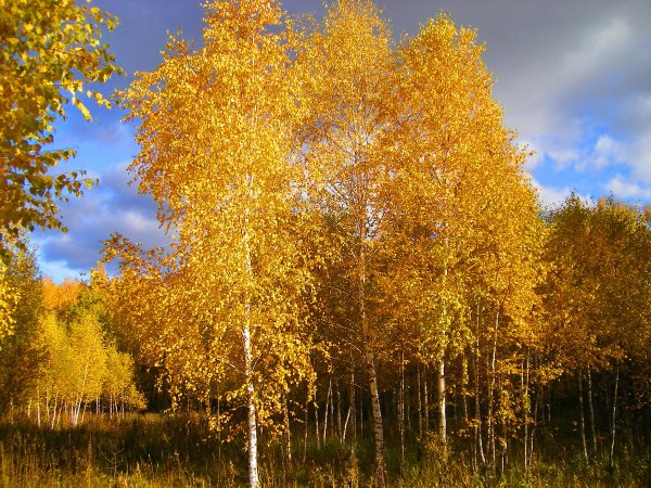Березова роща Золотая осень