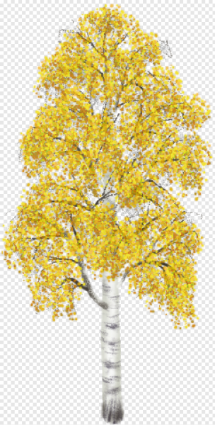 Осеннее дерево береза для детей