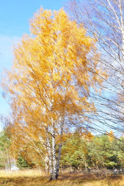 Осенняя береза