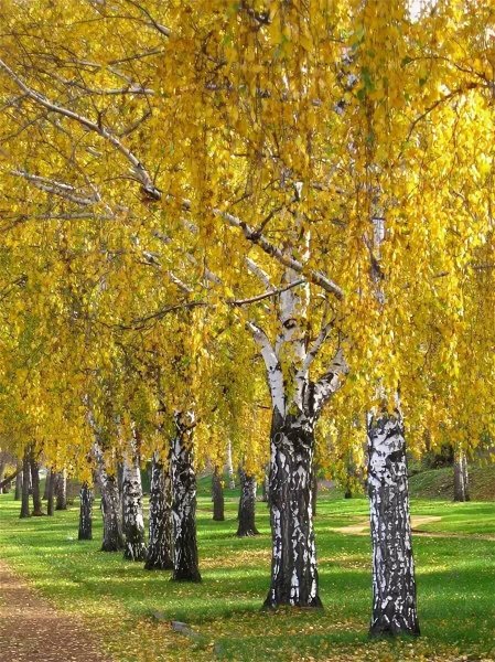 Береза повислая осень